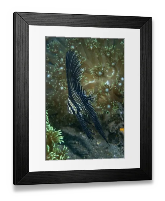 Framed Print : Indian Ocean, Indonesia, Sulawesi Island, Lembeh Straits. A juvenile zebra batfish amid coral Framed Print : Indian Ocean, Indonesia, Sulawesi Island, Lembeh Straits. A juvenile zebra batfish amid coral