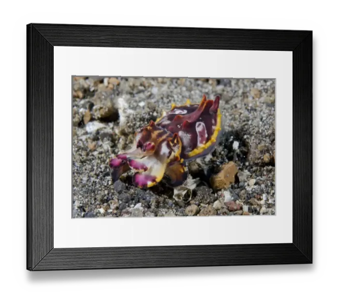 Framed Print : Asia, Indonesia