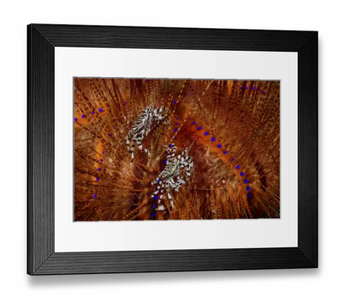 Framed Print : Indian Ocean, Indonesia, Sulawesi Island, Lembeh Straits. Zebra crabs live in association Framed Print : Indian Ocean, Indonesia, Sulawesi Island, Lembeh Straits. Zebra crabs live in association
