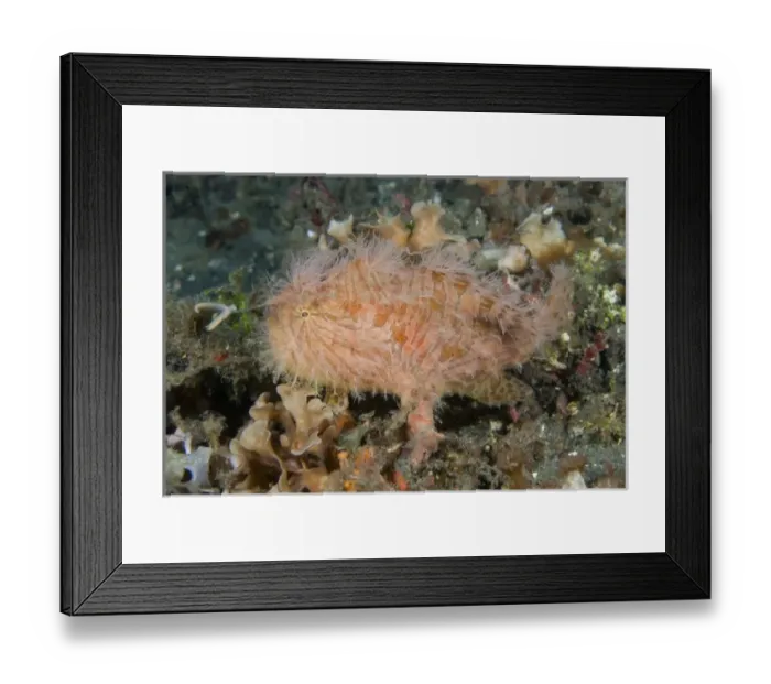 Framed Print : Asia, Indonesia