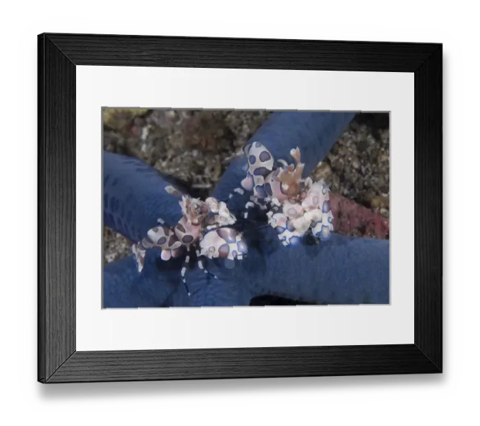Framed Print : Indian Ocean, Indonesia, Sulawesi Island, Lembeh Straits. Pair of harlequin shrimp prey on sea star Framed Print : Indian Ocean, Indonesia, Sulawesi Island, Lembeh Straits. Pair of harlequin shrimp prey on sea star