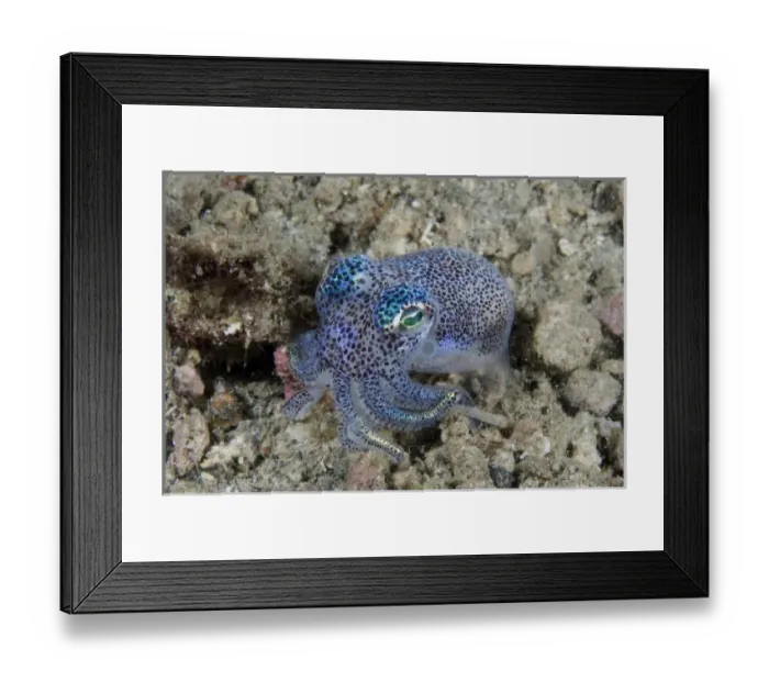 Framed Print : Indian Ocean, Indonesia, Sulawesi Island, Lembeh Straits. Bobtail squid buries itself on sea floor Framed Print : Indian Ocean, Indonesia, Sulawesi Island, Lembeh Straits. Bobtail squid buries itself on sea floor