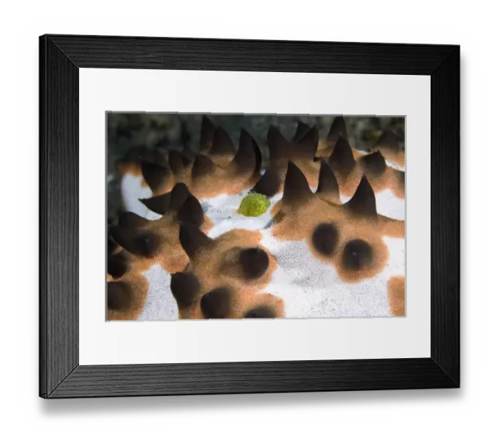 Framed Print : Indian Ocean, Indonesia, Sulawesi Island, Lembeh Straits. Green juvenile surgeonfish Framed Print : Indian Ocean, Indonesia, Sulawesi Island, Lembeh Straits. Green juvenile surgeonfish