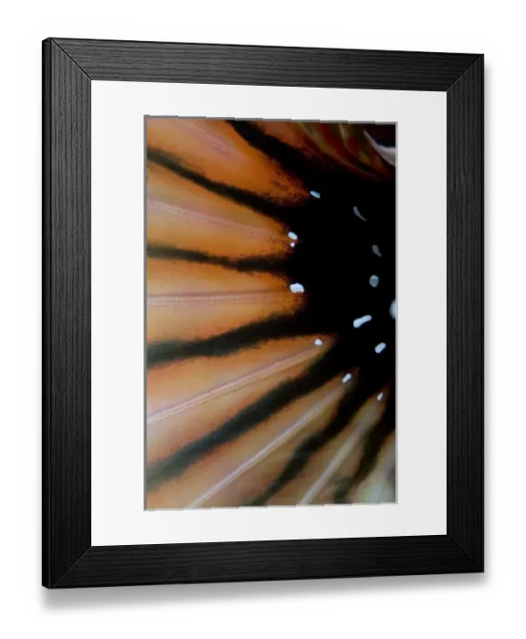 Framed Print : Indian Ocean, Indonesia, Sulawesi Island, Lembeh Straits. Close-up of lionfish fin Framed Print : Indian Ocean, Indonesia, Sulawesi Island, Lembeh Straits. Close-up of lionfish fin