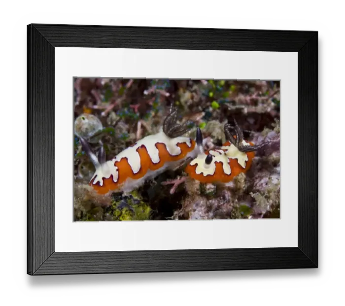Framed Print : Indian Ocean, Indonesia, Sulawesi Island, Lembeh Straits. Two nudibranch feeding on sponge Framed Print : Indian Ocean, Indonesia, Sulawesi Island, Lembeh Straits. Two nudibranch feeding on sponge