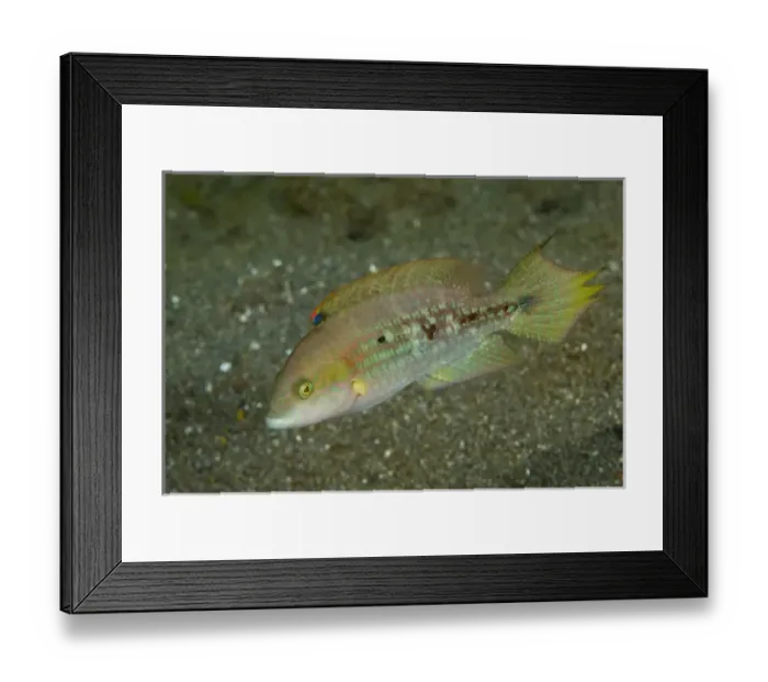 Framed Print : Asia, Indonesia Framed Print : Asia, Indonesia