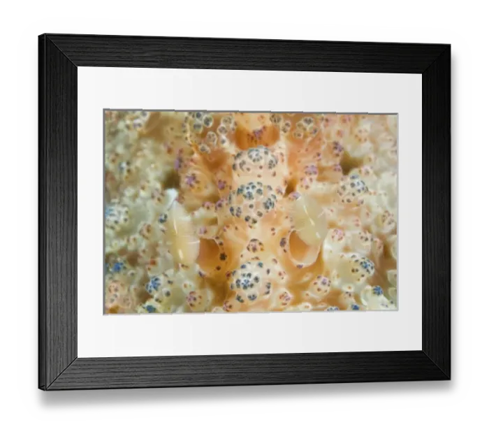 Framed Print : Asia, Indonesia Framed Print : Asia, Indonesia