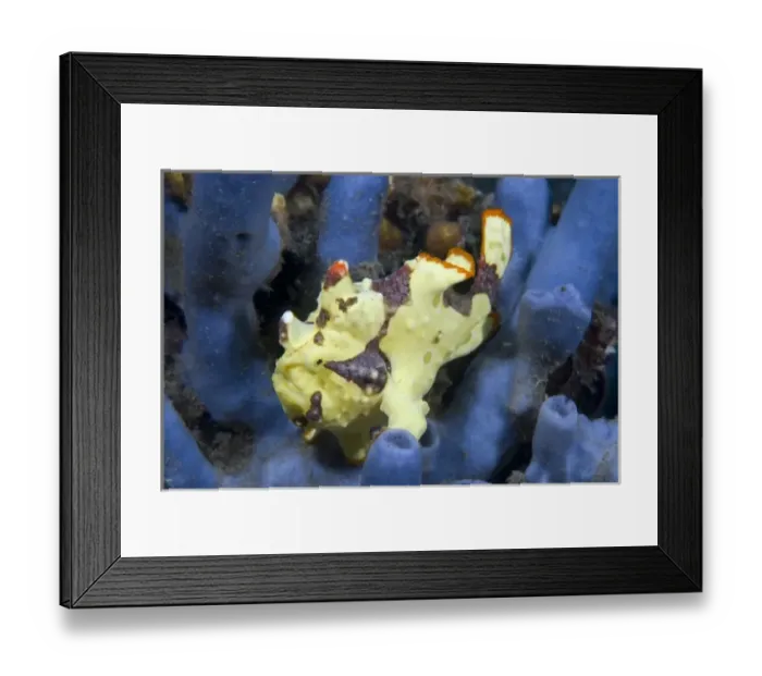 Framed Print : Indian Ocean, Indonesia, Sulawesi Island, Lembeh Straits. A colorful anglerfish awaits Framed Print : Indian Ocean, Indonesia, Sulawesi Island, Lembeh Straits. A colorful anglerfish awaits