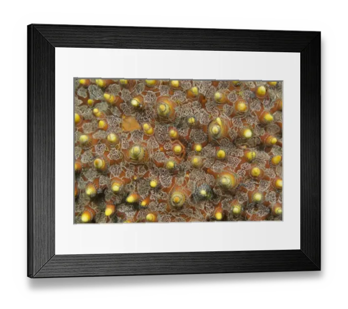 Framed Print : Indian Ocean, Indonesia, Sulawesi Island, Lembeh Straits. Tiny brittle stars are