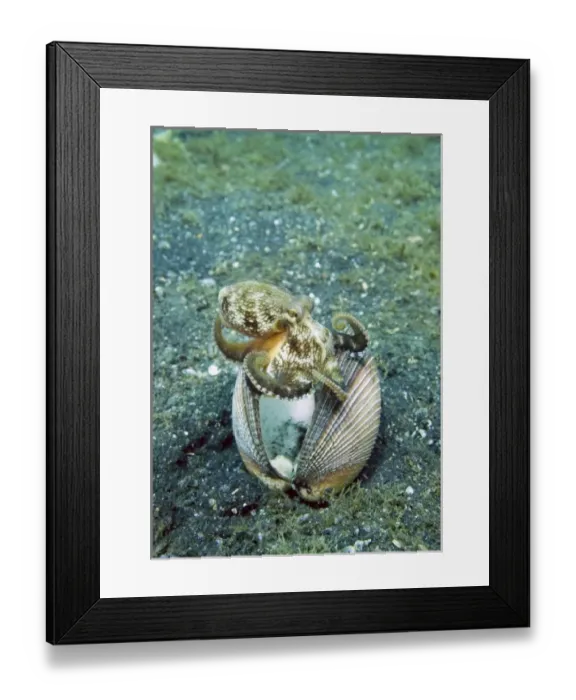 Framed Print : Indian Ocean, Indonesia, Sulawesi Island, Lembeh Straits. An octopus claims a clam shell as a home Framed Print : Indian Ocean, Indonesia, Sulawesi Island, Lembeh Straits. An octopus claims a clam shell as a home
