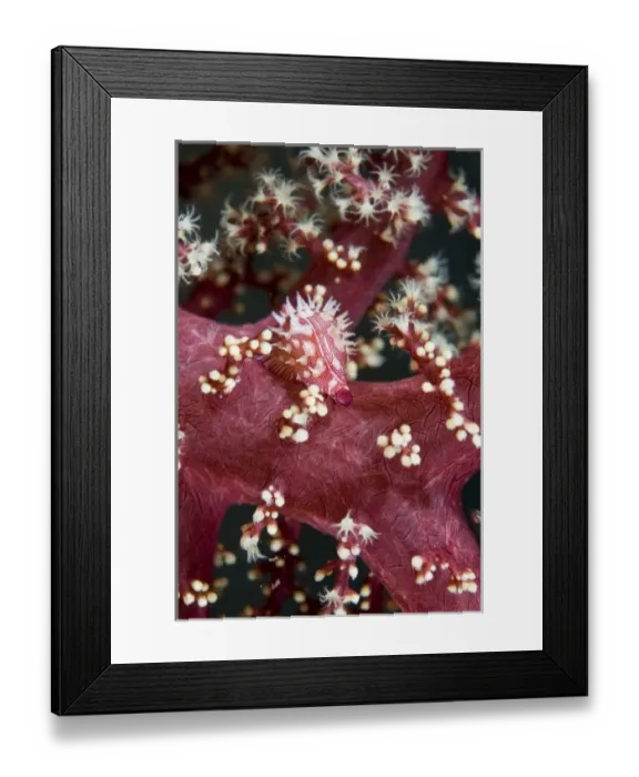 Framed Print : Indian Ocean, Indonesia, Sulawesi Island, Lembeh Straits. An allied cowry mollusk Framed Print : Indian Ocean, Indonesia, Sulawesi Island, Lembeh Straits. An allied cowry mollusk