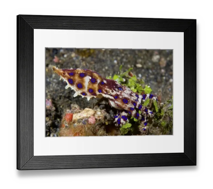 Framed Print : Indian Ocean, Indonesia, Sulawesi Island, Lembeh Straits. A poisonous blue- ring