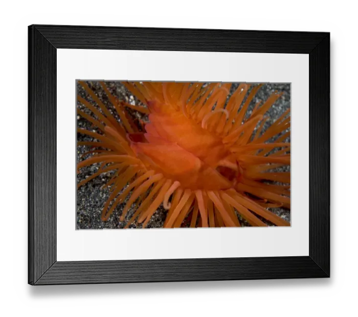 Framed Print : Indian Ocean, Indonesia, Sulawesi Island, Lembeh Straits. Close-up of a bivalve clam shell