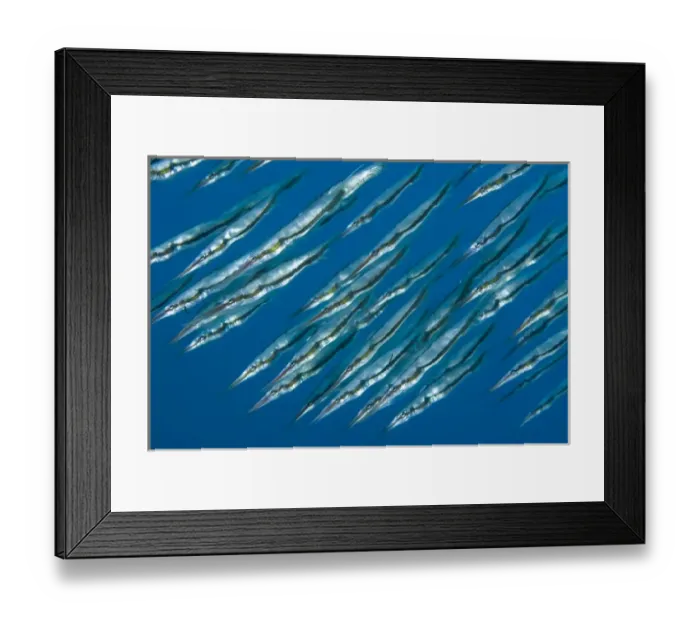 Framed Print : Indian Ocean, Indonesia, Sulawesi Island, Manado. A school of pipefish Framed Print : Indian Ocean, Indonesia, Sulawesi Island, Manado. A school of pipefish