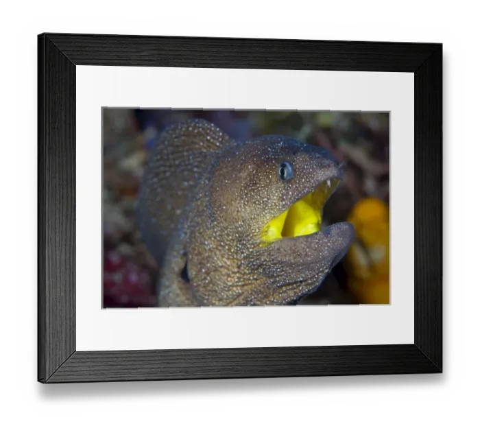 Framed Print : Asia, Indonesia Framed Print : Asia, Indonesia