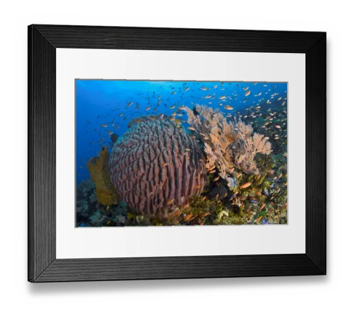 Framed Print : Indonesia, Pantar Island Framed Print : Indonesia, Pantar Island