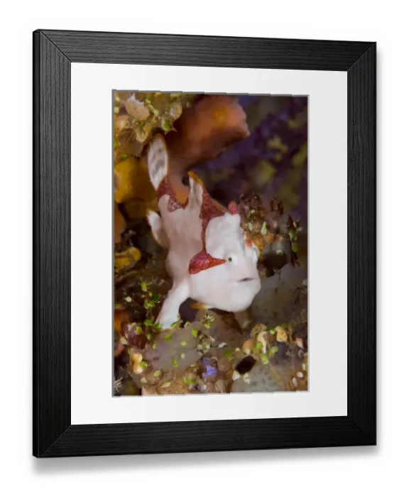 Framed Print : Indonesia, Pantar Island. A frogfish or anglerfish on reef Framed Print : Indonesia, Pantar Island. A frogfish or anglerfish on reef