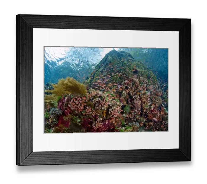 Framed Print : Indonesia, Pantar Island. Schooling anthia fish and reef formation Framed Print : Indonesia, Pantar Island. Schooling anthia fish and reef formation