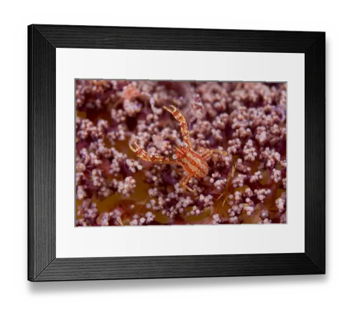 Framed Print : Indonesia, Pantar Island. This crab is commensal w / numerous varieties of soft coral Framed Print : Indonesia, Pantar Island. This crab is commensal w / numerous varieties of soft coral