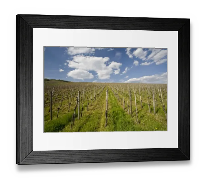 Framed Print : Germany, Rheinland-Pfaltz, Mosel River Valley, Mesenich. Mosel vineyard Framed Print : Germany, Rheinland-Pfaltz, Mosel River Valley, Mesenich. Mosel vineyard
