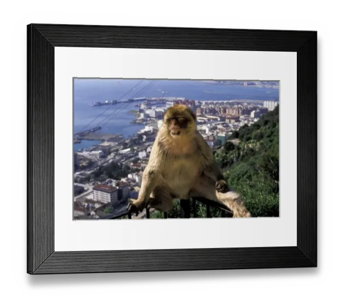 Framed Print : Gibralter. Gibralter ape