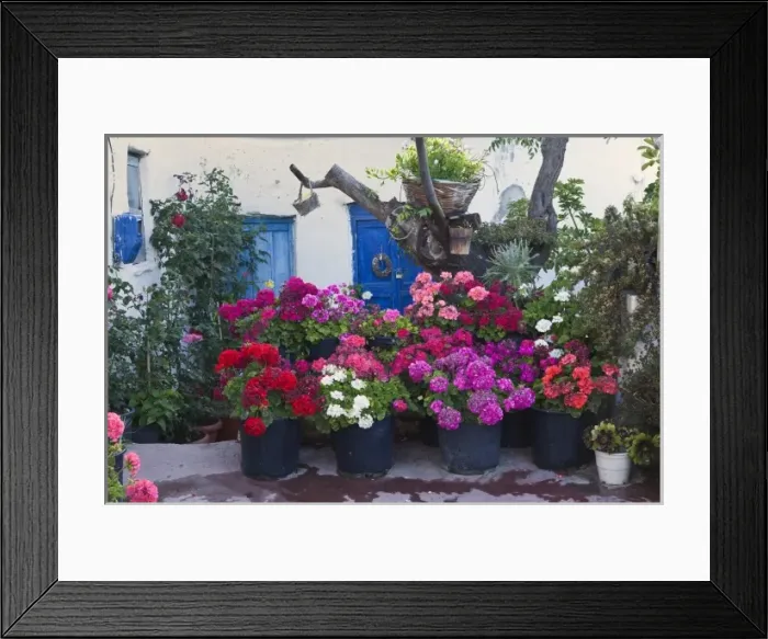 Framed Print : Flowers, Mykonos, Greece Framed Print : Flowers, Mykonos, Greece