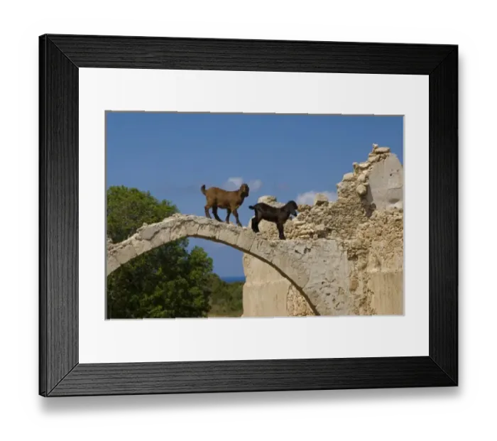Framed Print : Cyprus, Karpas peninsula, abandoned church of St Elouse near Dipkarpaz, goats above