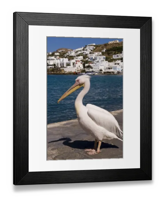 Framed Print : The white pelican, on Mykonos, is the mascot of the harbor