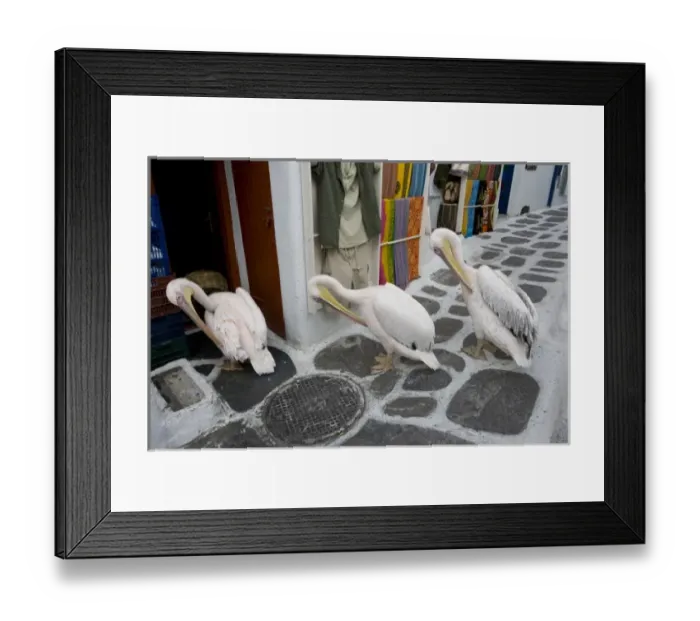 Framed Print : Greece, Mykonos, Hora. Three pelicans grooming in unison in alleyway Framed Print : Greece, Mykonos, Hora. Three pelicans grooming in unison in alleyway