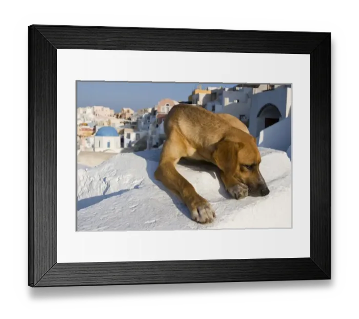 Framed Print : Greece, Santorini, Thira, Oia. Cautious dog lying on villa roof, with town in background Framed Print : Greece, Santorini, Thira, Oia. Cautious dog lying on villa roof, with town in background