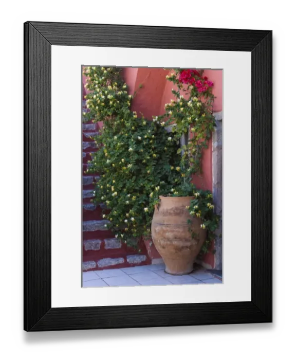 Framed Print : Greece, Santorini. Large pot with honeysuckle vine growing up pink wall next to red stairway Framed Print : Greece, Santorini. Large pot with honeysuckle vine growing up pink wall next to red stairway