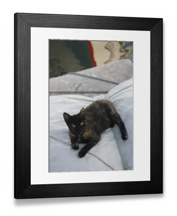 Framed Print : Greece, Paros, Naoussa. A cat rests atop folded boat sails