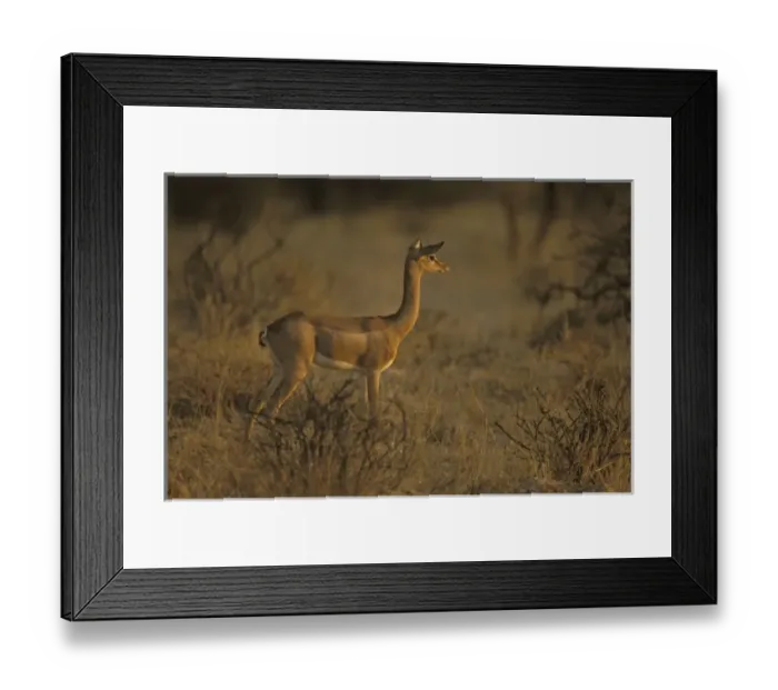 Framed Print : Kenya, Samburu National Park. Young male gerenuk stands alert Framed Print : Kenya, Samburu National Park. Young male gerenuk stands alert