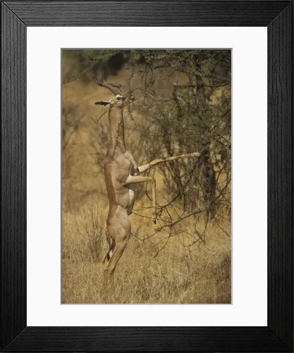 Framed Print : Kenya, Samburu National Park. A male gerenuk balances on its hind legs while stretching Framed Print : Kenya, Samburu National Park. A male gerenuk balances on its hind legs while stretching
