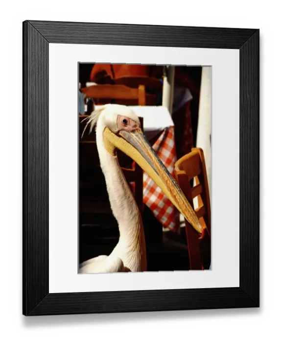 Framed Print : Greece, Aegean Sea, Mykonos. Seaside cafes mascot, a large pelican, walks freely