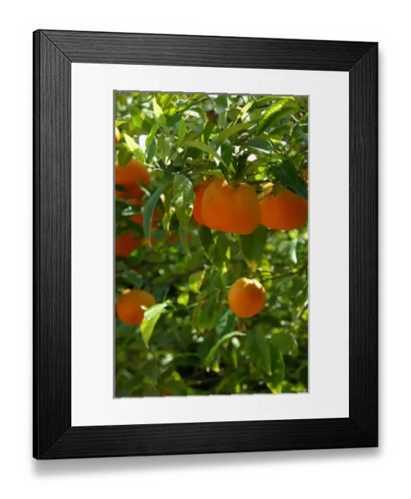 Framed Print : Europe, Greece, Katakolon aka Katakolo. Popular port city on the Ionian Sea, gateway Framed Print : Europe, Greece, Katakolon aka Katakolo. Popular port city on the Ionian Sea, gateway