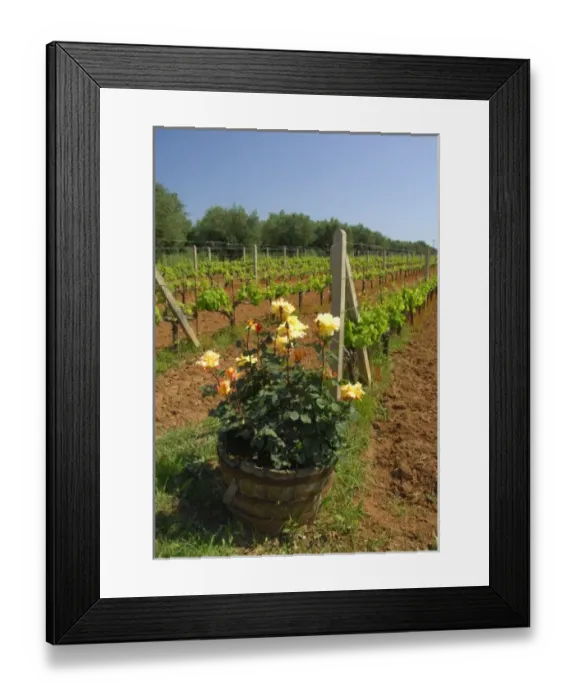Framed Print : Europe, Greece, Katakolon aka Katakolo. Popular port city on the Ionian Sea, gateway