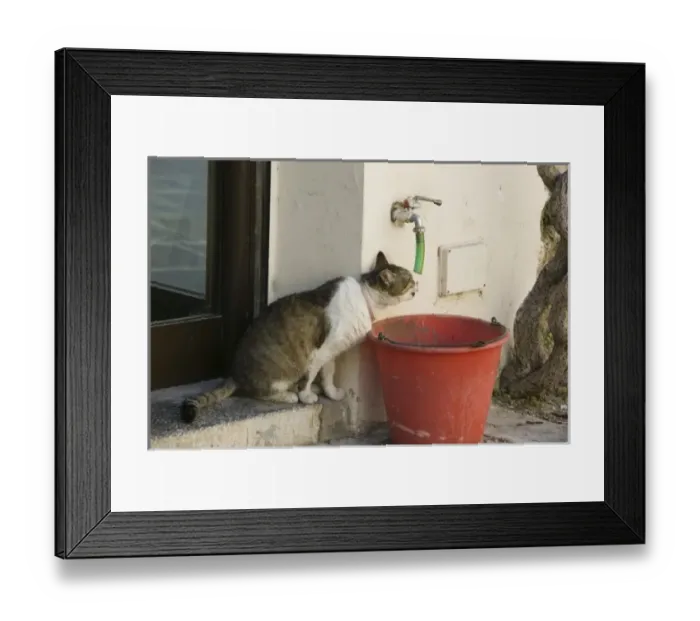 Framed Print : GREECE, Dodecanese Islands, RHODES, Rhodes Town: Rhodes Old Town, Cat with a drinking problem (NR Framed Print : GREECE, Dodecanese Islands, RHODES, Rhodes Town: Rhodes Old Town, Cat with a drinking problem (NR