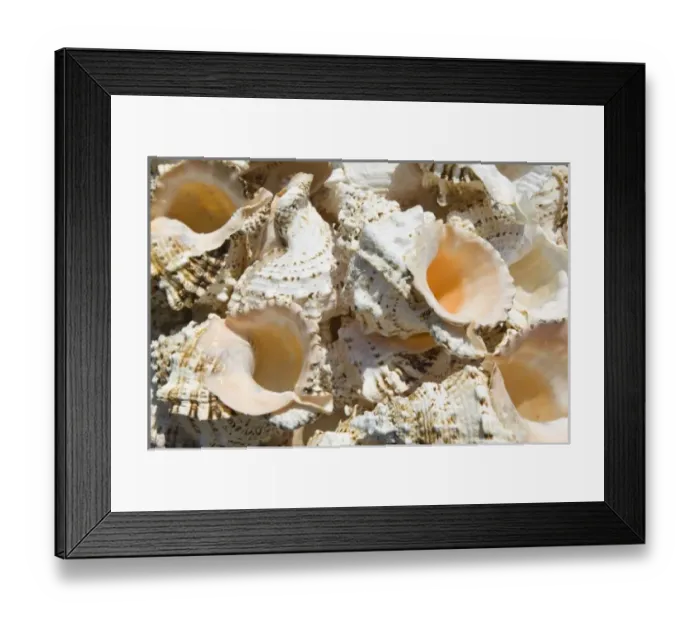Framed Print : GREECE, Dodecanese Islands, RHODES, Rhodes Town: Commerical Harbor, Seashells by the Seashore