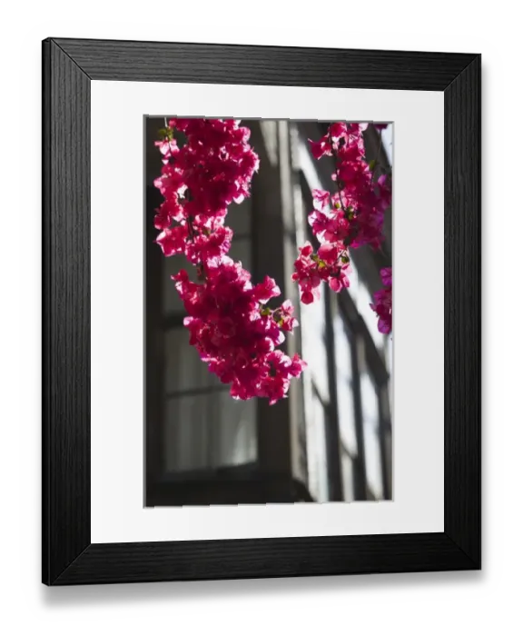 Framed Print : GREECE, CRETE, Rethymno Province, Rethymno: Old Quarter, Pink Spring Flowers