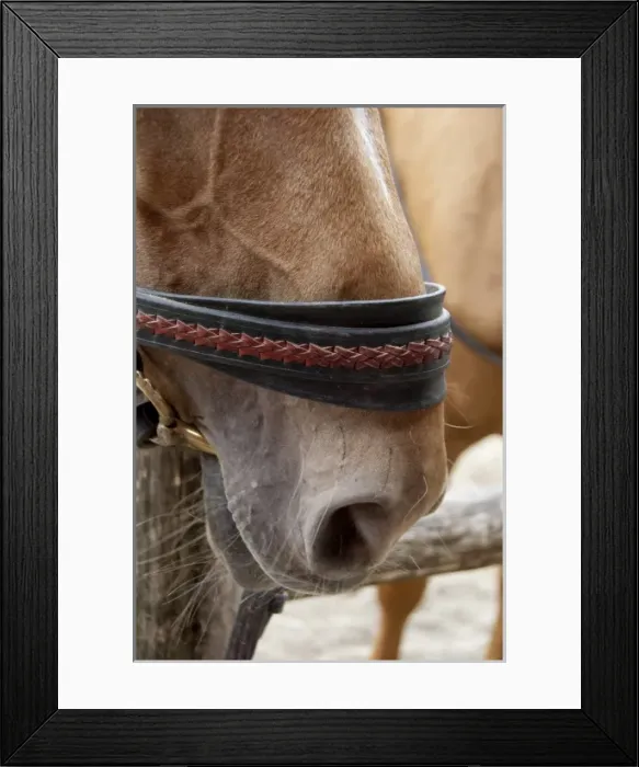 Framed Print : Hungary, Kalocsa. Traditional Hungarian cowboy show at Bakodpuszta Equesdtrian Center Framed Print : Hungary, Kalocsa. Traditional Hungarian cowboy show at Bakodpuszta Equesdtrian Center