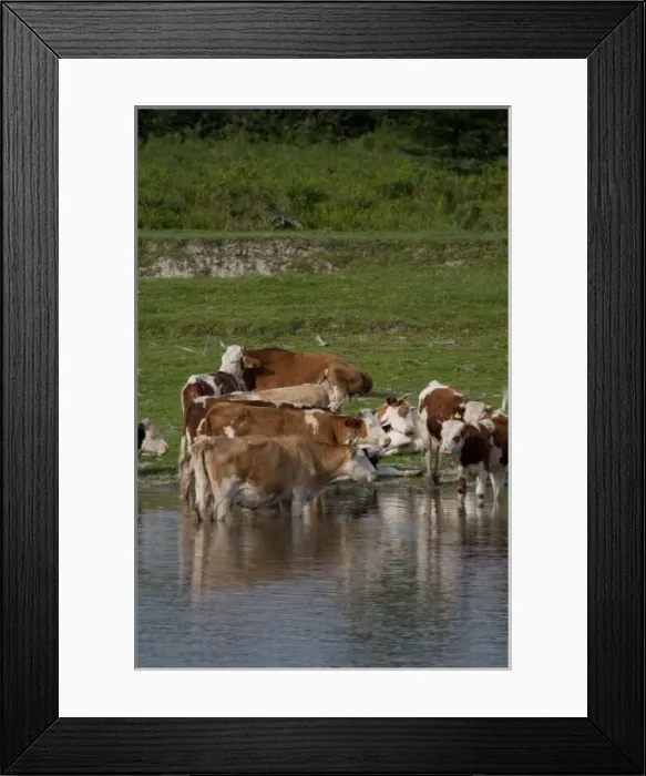 Framed Print : Hungary, Cattle resting along the banks of the Danube River near the confluence of the Tisza River