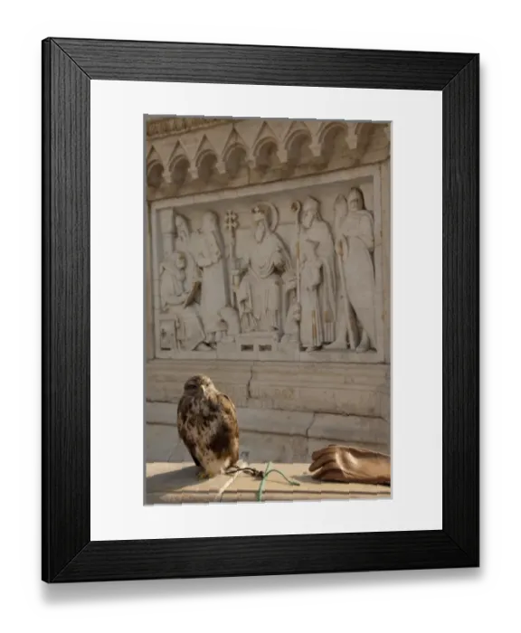 Framed Print : Hungary, Budapest. Buda, Castle Hill, Fishermens Bastion, falconry demonstration