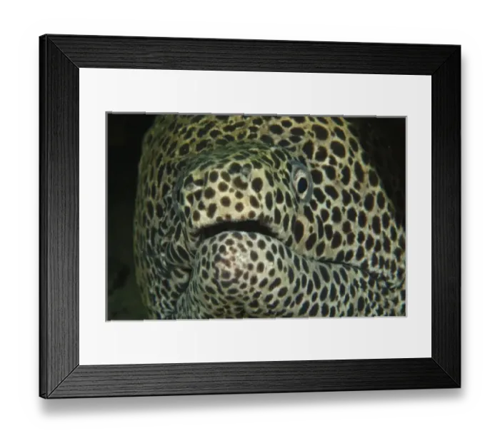 Framed Print : Asia, Indonesia