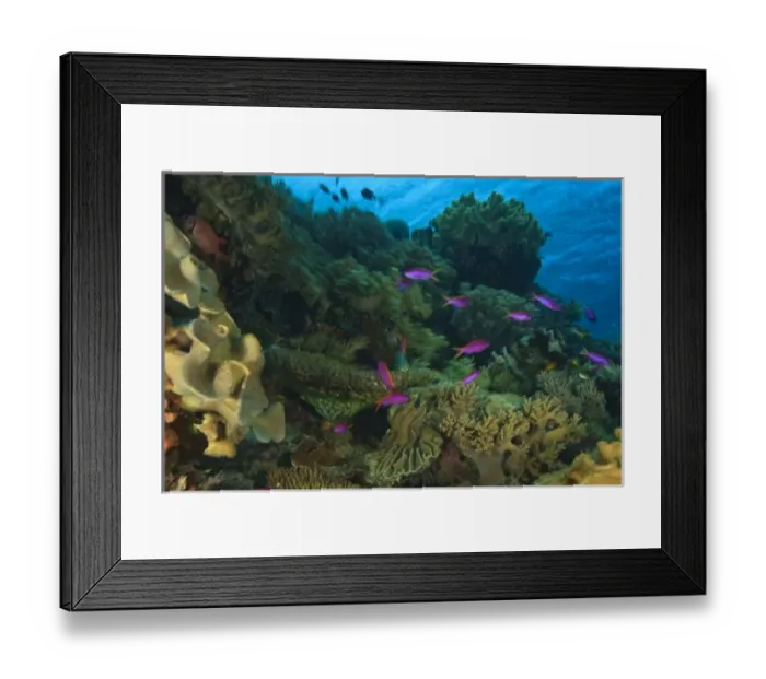 Framed Print : purple fairy basslets, Scuba Diving at Tukang Besi / Wakatobi Archipelago Marine Preserve Framed Print : purple fairy basslets, Scuba Diving at Tukang Besi / Wakatobi Archipelago Marine Preserve