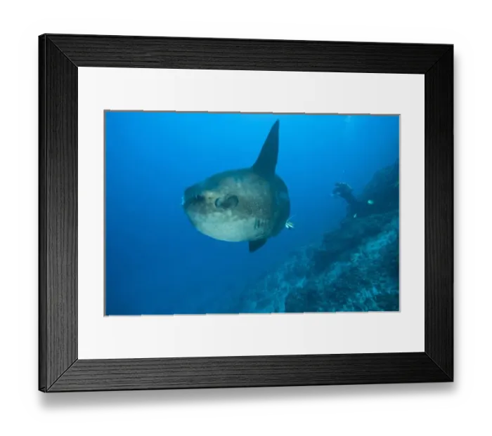 Framed Print : Indonesia, Bali Province, Nusa Penida. Adult Ocean Sunfish (Mola mola)--the heaviest Framed Print : Indonesia, Bali Province, Nusa Penida. Adult Ocean Sunfish (Mola mola)--the heaviest