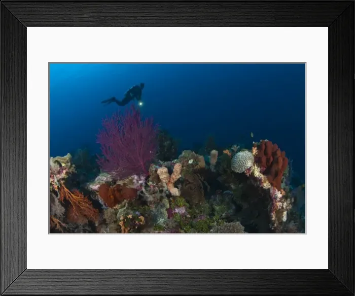 Framed Print : Model Released scuba divers at Tukang Besi Marine Preserve, pristine reefs near Wakatobi