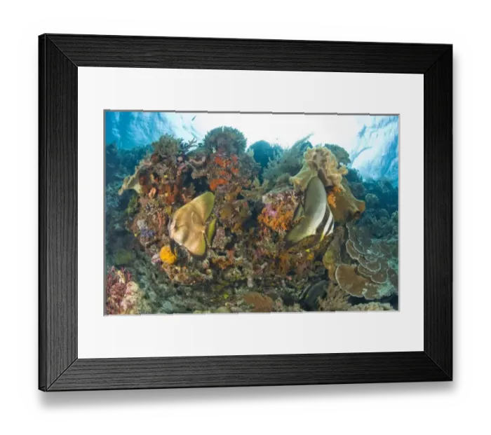 Framed Print : Indonesia, South Sulawesi Province, Wakatobi Archipelago Marine Preserve. Orbicular Batfish Framed Print : Indonesia, South Sulawesi Province, Wakatobi Archipelago Marine Preserve. Orbicular Batfish