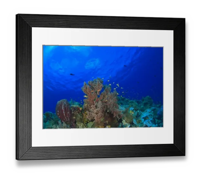 Framed Print : Scuba Diving at Tukang Besi / Wakatobi Archipelago Marine Preserve, South Sulawesi, Indonesia, S Framed Print : Scuba Diving at Tukang Besi / Wakatobi Archipelago Marine Preserve, South Sulawesi, Indonesia, S