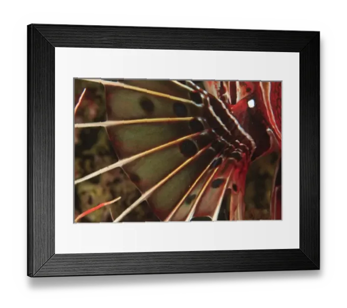 Framed Print : Zebra Lionfish (Dendrochirus zebra) Banda Sea, Indonesia Framed Print : Zebra Lionfish (Dendrochirus zebra) Banda Sea, Indonesia